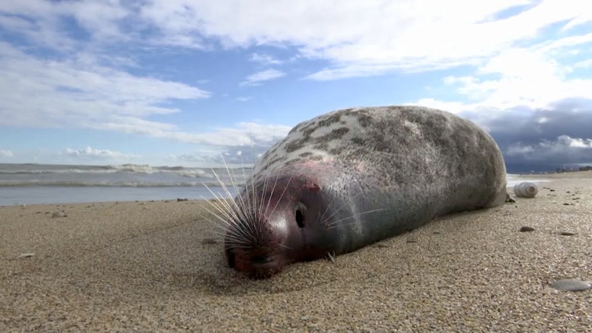 На пляжи Махачкалы вымыло тысячи мёртвых тюленей