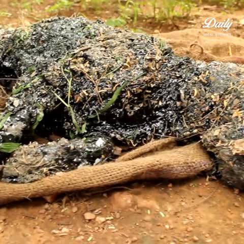 Puppies Covered in Tar Rescued