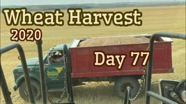 Wheat Harvest 2020 - Day 77 (8/20/20)