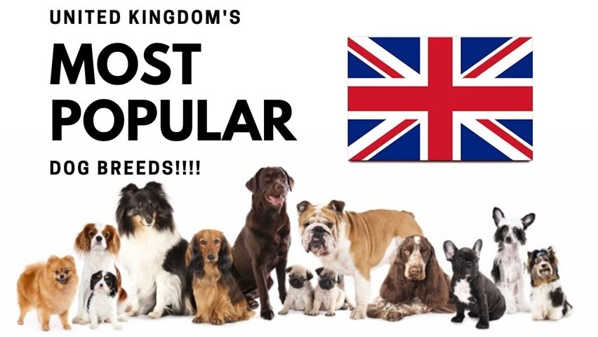 TEN MOST POPULAR BREEDS IN THE UNITED KINGDOM