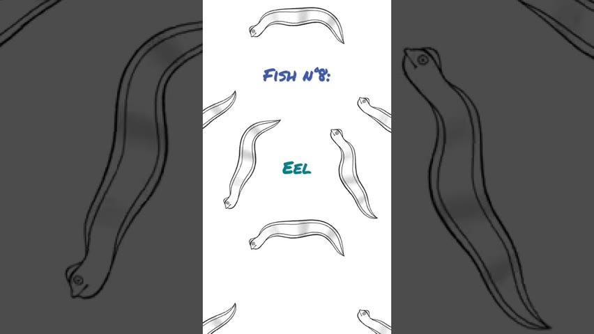 fish n°8: Eel! (2)