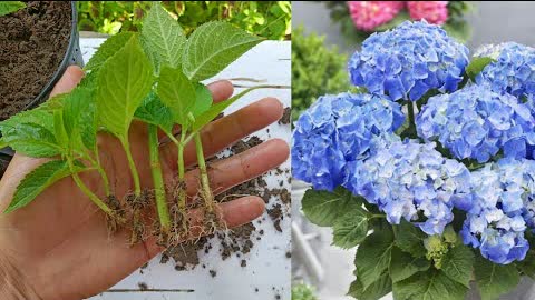 How to grow hydrangea plant ,Easiest way to grow hydrangeas plant from cuttings,Hydrangea plant care