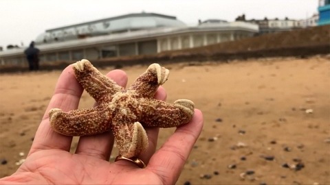Thousands of dead starfish wash up on UK beach following snow storms