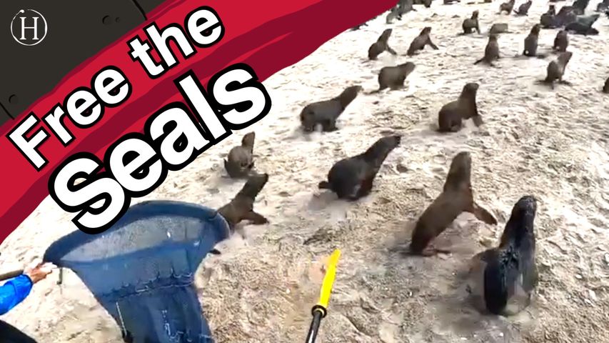 Kayak Rescues Multiple Seals | Humanity Life