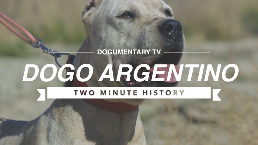 DOGO ARGENTINO: A TWO MINUTE HISTORY OF THE BREEDC