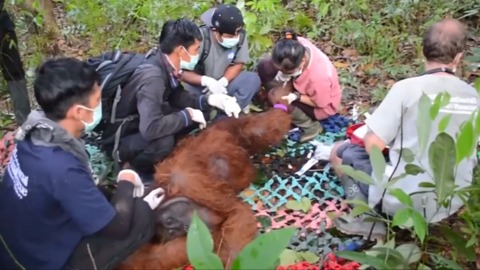 Three Orangutans Rescued by Animal Conservation Agency in Indonesia