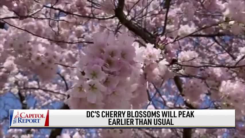 DC's Cherry Blossoms Will Peak Earlier Than Usual