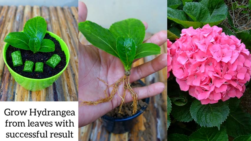 How to grow hydrangea from leaf simple and effective