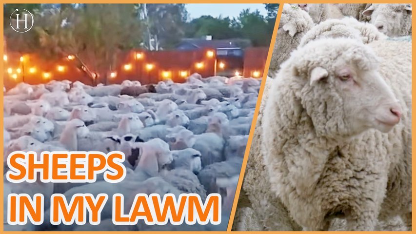 Family Backyard Invaded By Massive Flock Of Sheep | Humanity Life