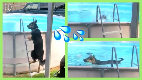 German Shepherd Learned How to Get Into Pool | Humanity Life