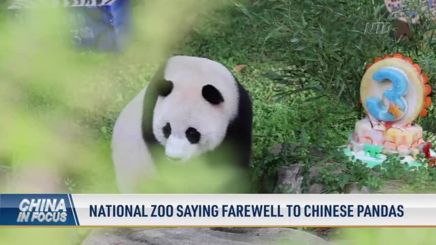 National Zoo Saying Farewell to Chinese Pandas