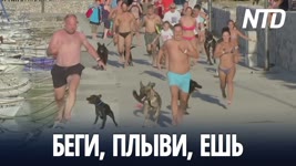 Триатлон для собак провели на пляже в Хорватии