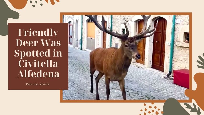 Friendly Deer Was Spotted in Civitella Alfedena