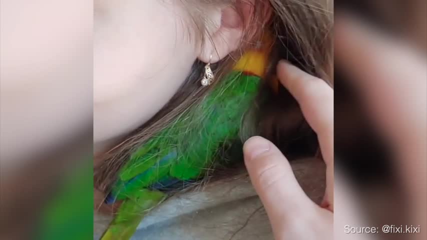 Parrot Loves Hiding Under Girl's Hair