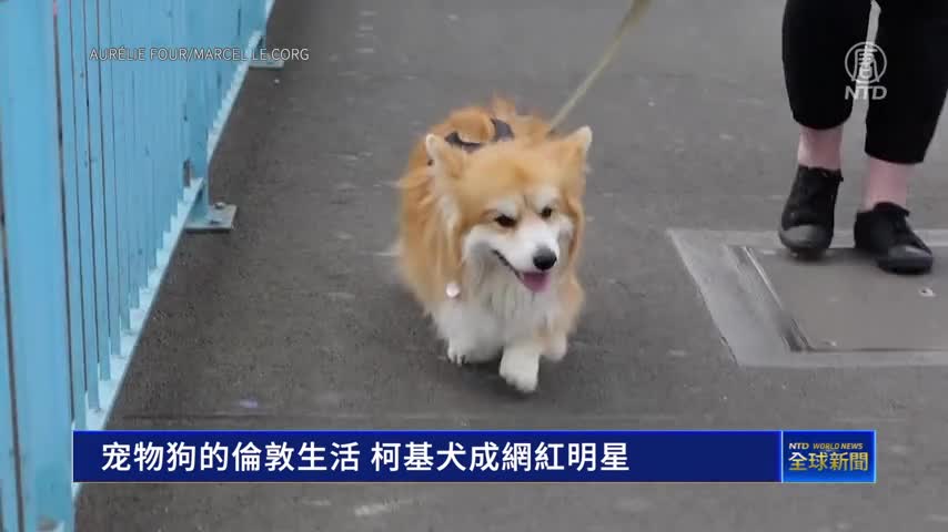 寵物狗的倫敦生活 柯基犬成網紅明星｜ #新唐人新聞