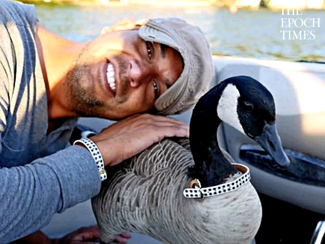 Man Forges an Unusual Friendship With the Canada Goose He Rescued