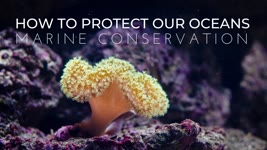 What is Marine Conservation? | How to Protect Our Oceans