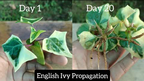 English Ivy Propagation | How to Grow English Ivy Faster | English Ivy Cuttings