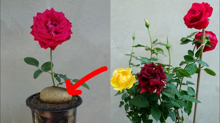 How to grow Roses in Potato with 100% success