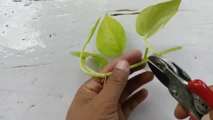 How to grow Pothos from cuttings| Best way to grow Neon Pothos|How to grow Neon Pothos and care