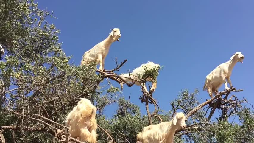 These Goats in a Tree are the Most Bizarre Thing Ever