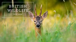 British Wildlife - Roe Deer