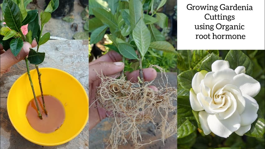 How to grow Gardenia plant from cuttings | Grow Gardenia plant cuttings using Honny
