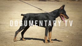 DOBERMAN PINSCHERS ARE THE WATCH DOG FOR THE WHOLE FAMILY