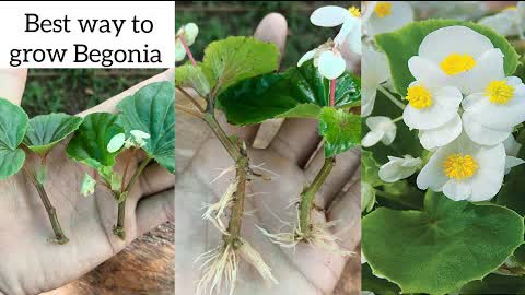 Begonia plant propagation | how to propagate begonia |begonia plant care