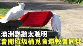澳洲鸚鵡太聰明  會開垃圾桶覓食還教會同伴 - 動物模仿 - 國際新聞