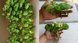 How to grow money plant / money Plant cutting Propagation/Money Plant Care