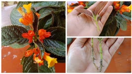 Episcia and Lantana Plant Care | How To Grow Lantana from Cuttings