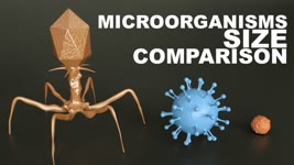 MICROORGANISMS Size Comparison - 3D