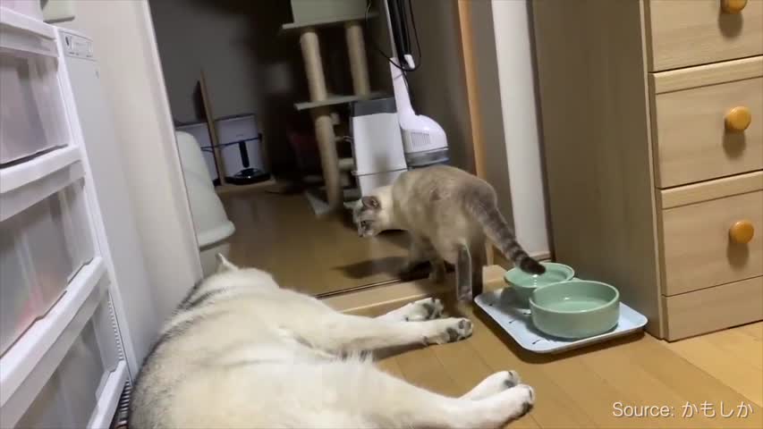 Sneaky Cat beats Sleeping Husky But He Doesn't Know It
