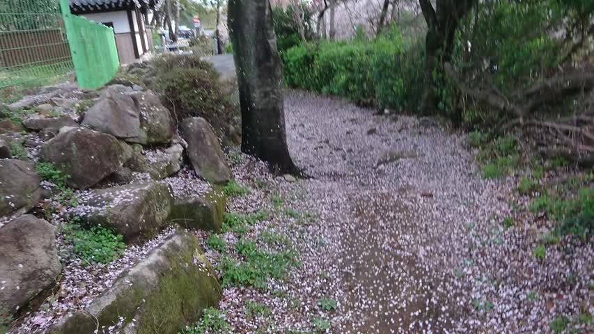 Cherry blossom carpet 2
