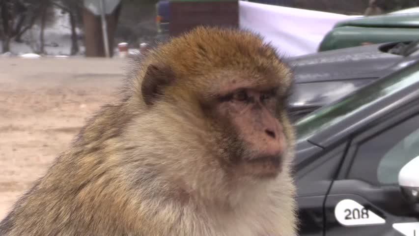 Obesidad y accidentes de tráfico, los males de los macacos de berbería