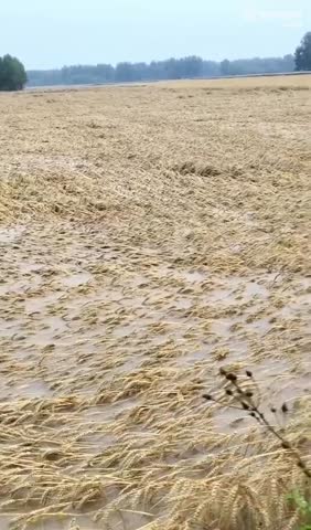 河南雨灾，小麦小麦倒伏严重！收割机因超宽超高不准下高速！