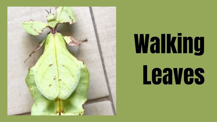 Walking Leaves | Nature Lovers
