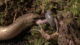 A Frog and Slow Worm fight over a huge Earthworm (4K)
