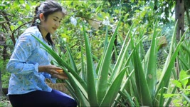 The Biggest Aloe Vera Plant in The Garden - How to make Aloe Vera juice - By countryside life TV.