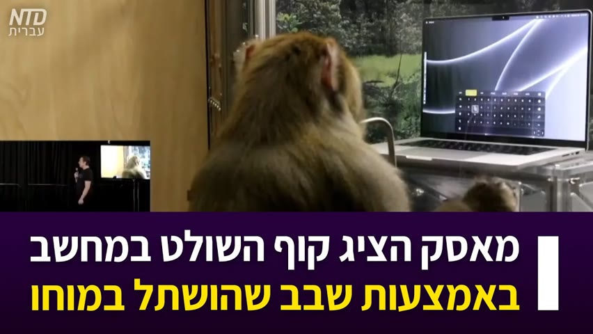 מאסק הציג קוף השולט במחשב באמצעות שבב שהושתל במוחו