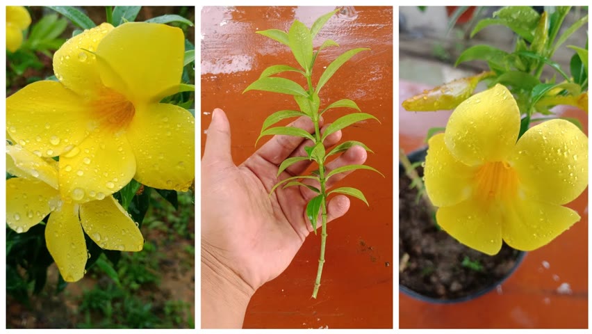 How To Grow Allamanda from cuttings | Allamanda plant Care