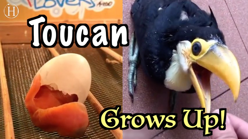 Baby Toucan Grows Up! | Humanity Life
