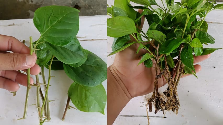 How to grow bougainvillea plant ,Easiest way to grow bougainvillea from cuttings,Bougainvillea plant