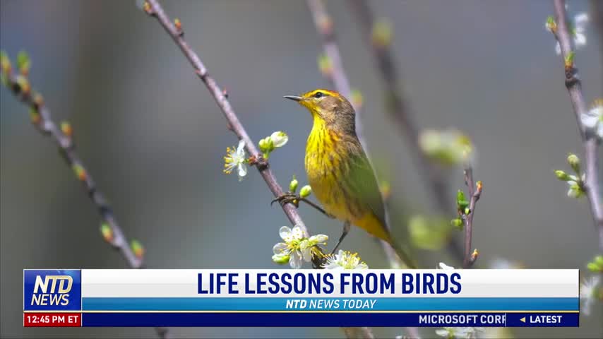 Life Lessons From Birds