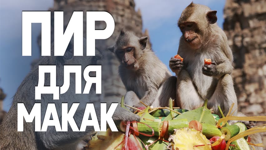 2 тонны фруктов купили для обезьян после возвращения туристов