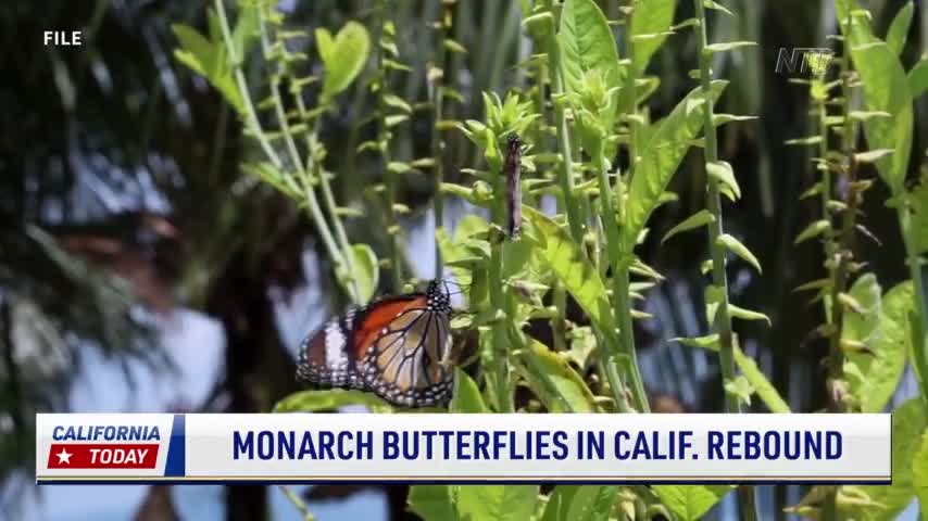 Monarch Butterflies Wintering in California, Population Rebounds