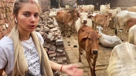 feeding cows 🐄😍 100 kg of grass!!