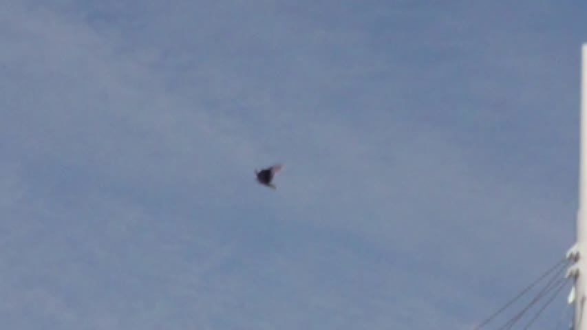 kite flying looks like bird