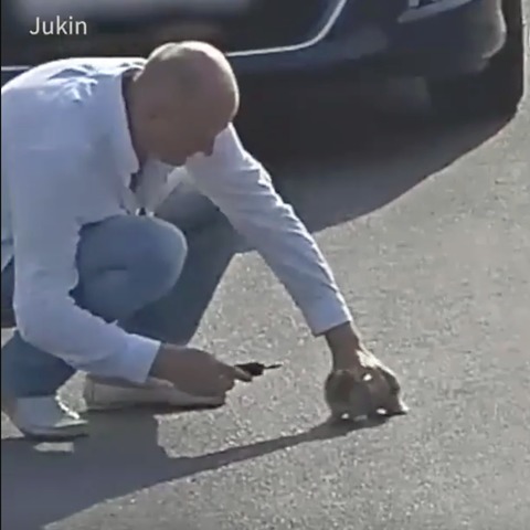 Helpless Kitten Stuck On The Freeway